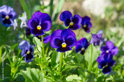 Viola tricolor, or pansies blooms on a flower bed in the garden