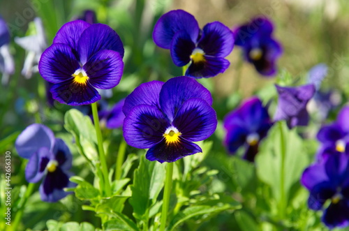 Violet tricolor (Lat. Viola tricolor), or pansies on a flower bed in the garden close-up
