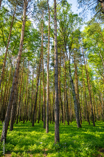 Summer spruce forest landscape in Siberia in Russia