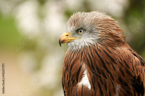 A head of a Red kite, bird of prey portrait,. In side view, yellow eye and beak. White blossom in the background