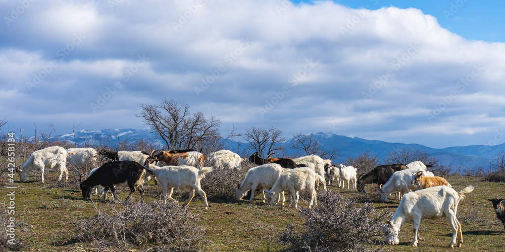 Obraz premium A herd of colorful goats grazes in the mountains in early spring. Panoramic photography