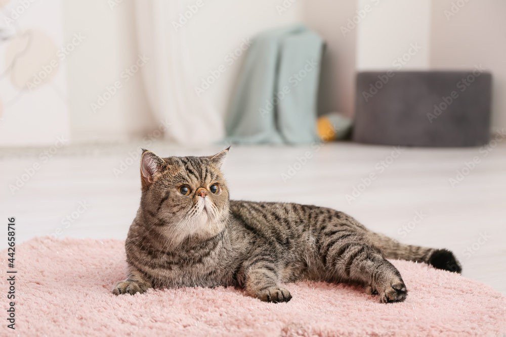 Cute Exotic Shorthair cat lying on soft carpet at home