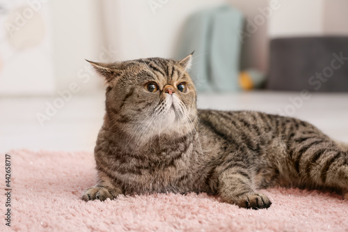 Cute Exotic Shorthair cat lying on soft carpet at home