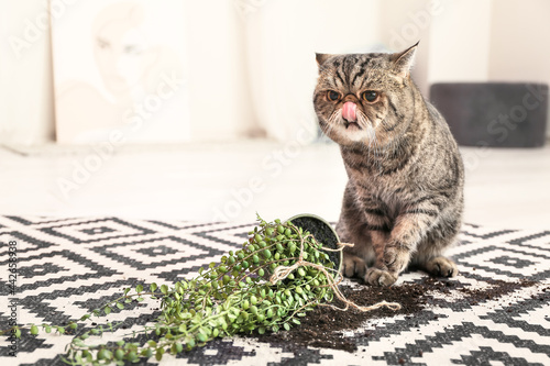 Photography Cute cat and dropped pot with houseplant on carpet