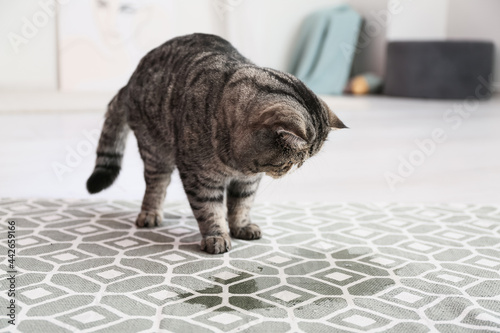 Cute cat near wet spot on carpet