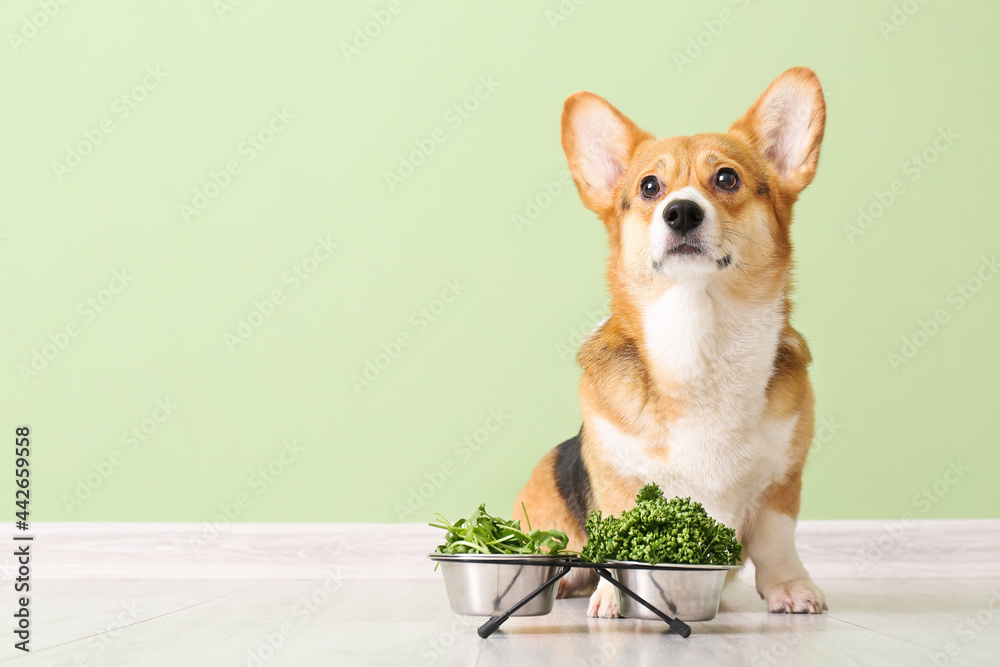 Cute Corgi dog with herbs and vegetables near color wall Cute Corgi dog with herbs and vegetables near color wall