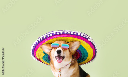 Cute dog in sombrero on color background