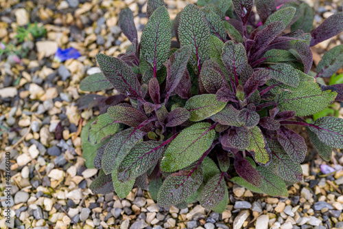 Red sage Salvia officinalis 'Purpurascens' leaf detail