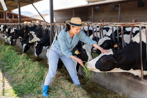 Positive asian woman farmer working in cowshed, feeds cows with grass