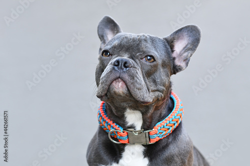 Portrait of black French Bulldog dog wearing a handmade paracord string collar photo