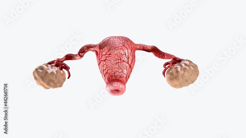 3D Illustration of the healthy womb and ovaries photo