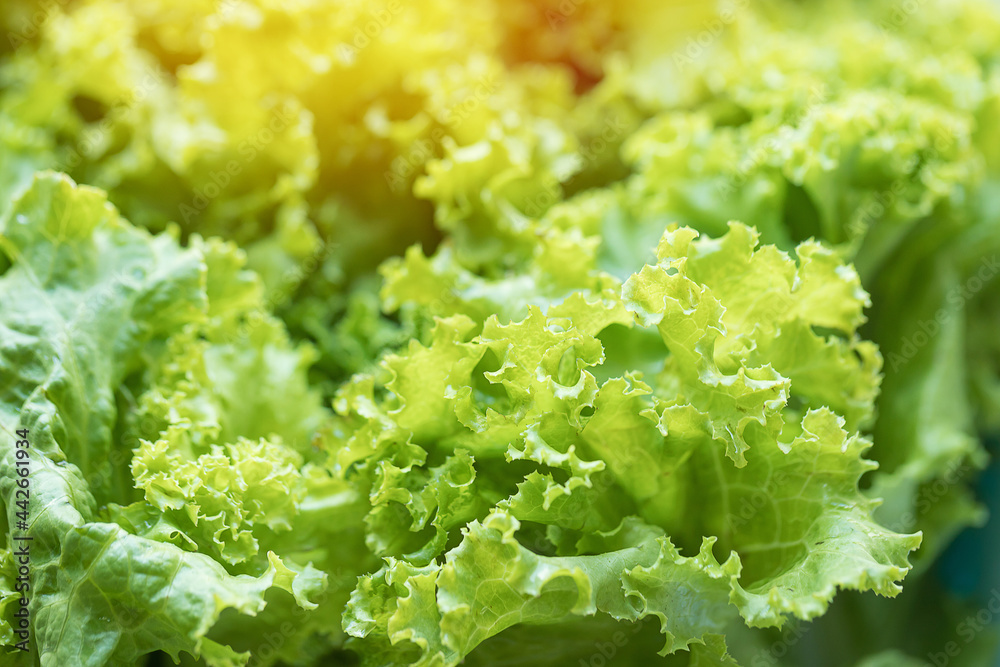 Organic Lactuca sativa of salad leaves Organic Lactuca sativa of salad leaves