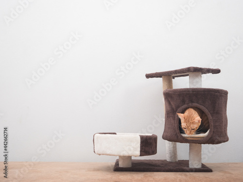 Cat hide its self in cat condo in the hopuse on white wall background photo