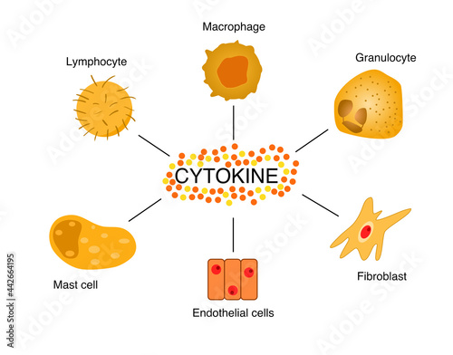Illustration of different cytokine cells type. photo
