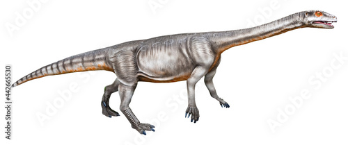 Massospondylus is a herbivore genus of Sauropodomorph dinosaurs from the Jurassic Period  the fossils have been found in South Africa  Massospondylus isolated on white background with a clipping path