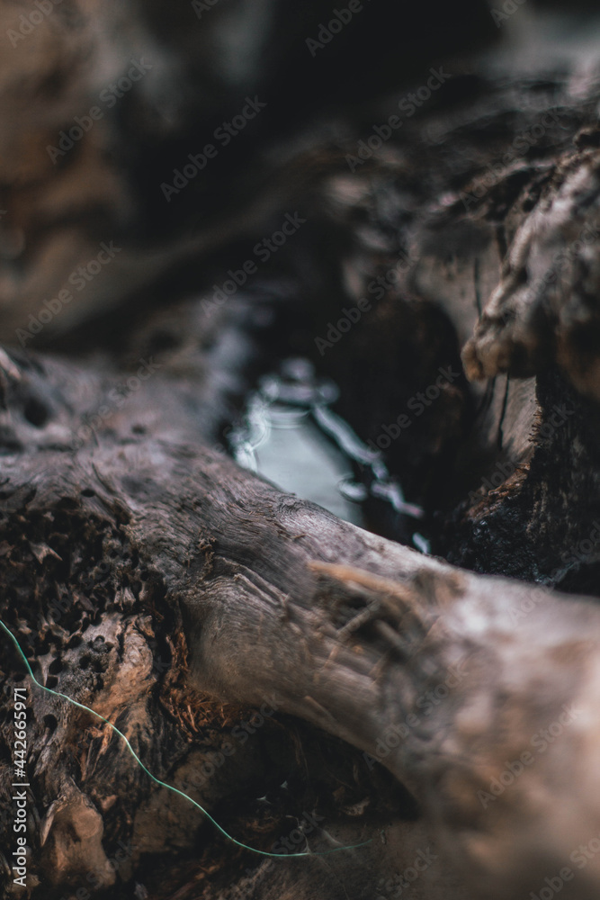 some water has accumulated in the log, wet wood some water has accumulated in the log, wet wood