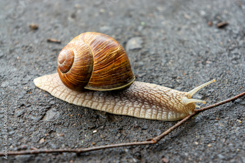 big snail crawling on the asphalt close-up