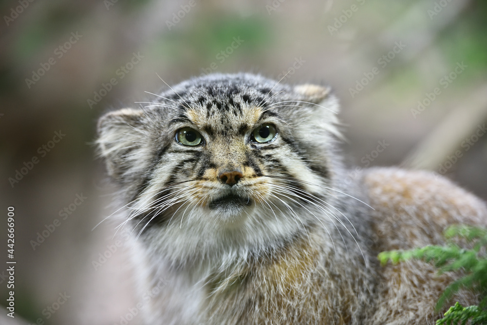 Fototapeta premium Manul cat in a zoo