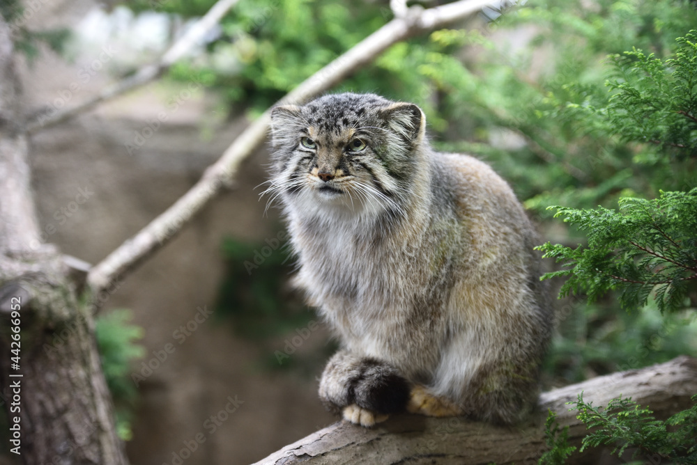 Obraz premium Manul cat in a zoo
