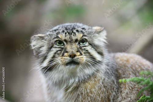 Manul cat in a zoo © Tonic Ray Sonic