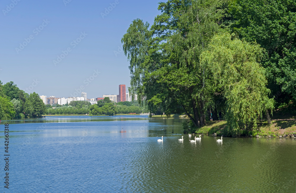 A flock of white swans on the pond.