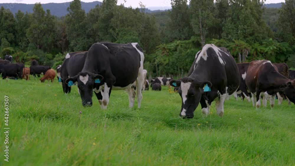 Large herd of cows grazing in green meadow with native bush in background Large herd of cows grazing in green meadow with native bush in background