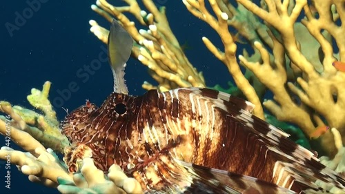 Red Sea Lionfish (Pterois miles) resting on fire coral in The Red Sea