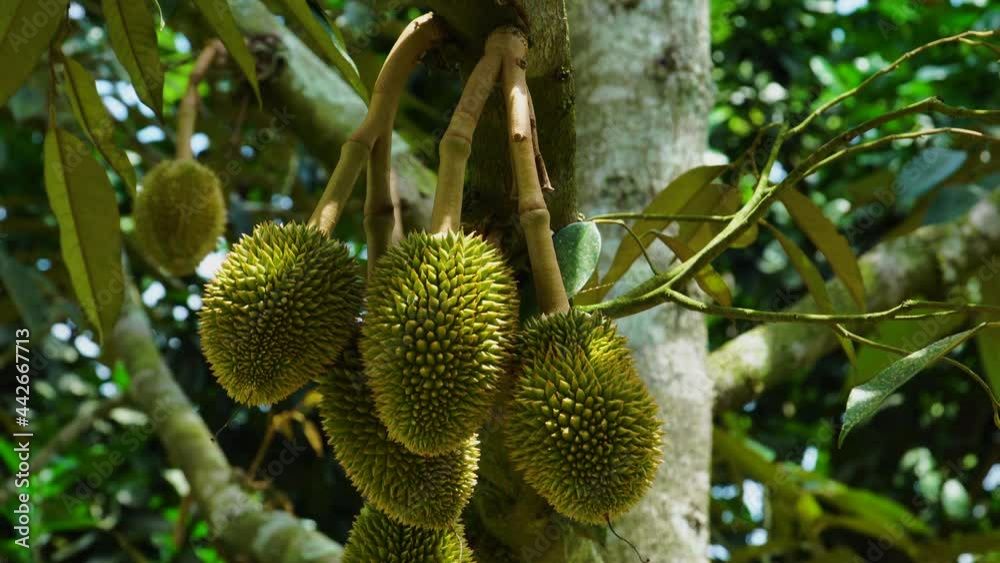 Durian fruit hanging off tree in Vietnam Durian fruit hanging off tree in Vietnam