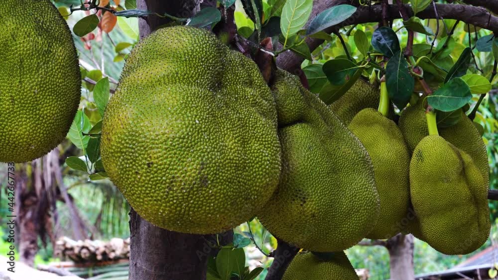 Large jackfruit hanging off tree in Vietnamese jingle Large jackfruit hanging off tree in Vietnamese jingle