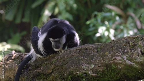 Mantled Guereza - Black-and-white Colobus Monkey Resting On A Tree Branch. - close up photo