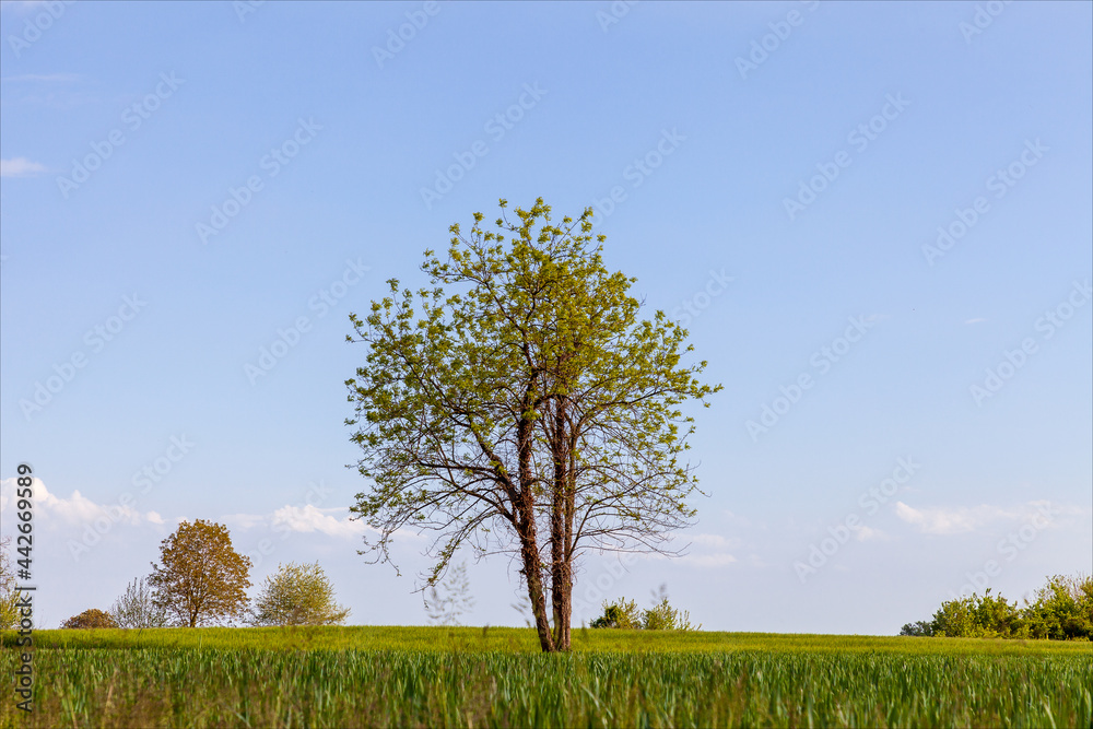 Albero verde solitario in un campo di grano ancora verde in una giornata estiva serena.