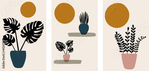 A collection of modern minimalistic art abstractions with indoor flowers. Plants in the sun on a beige background