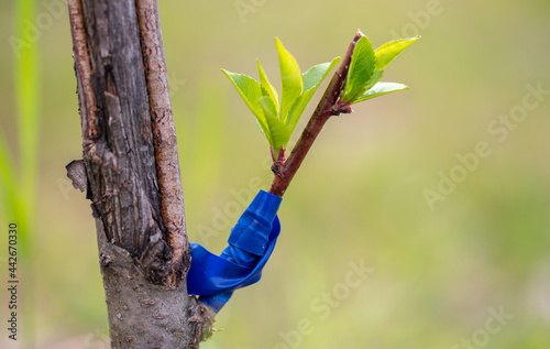 Grafting on a branch of a fruit tree. photo