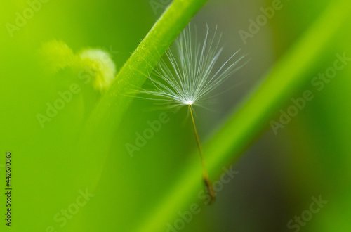 Fluffy dandelion in nature in the park.