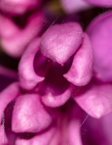 Lilac flowers on nature as a background.