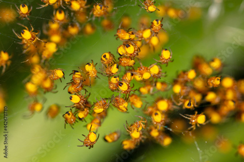 Close-up of small yellow spiders in nature.