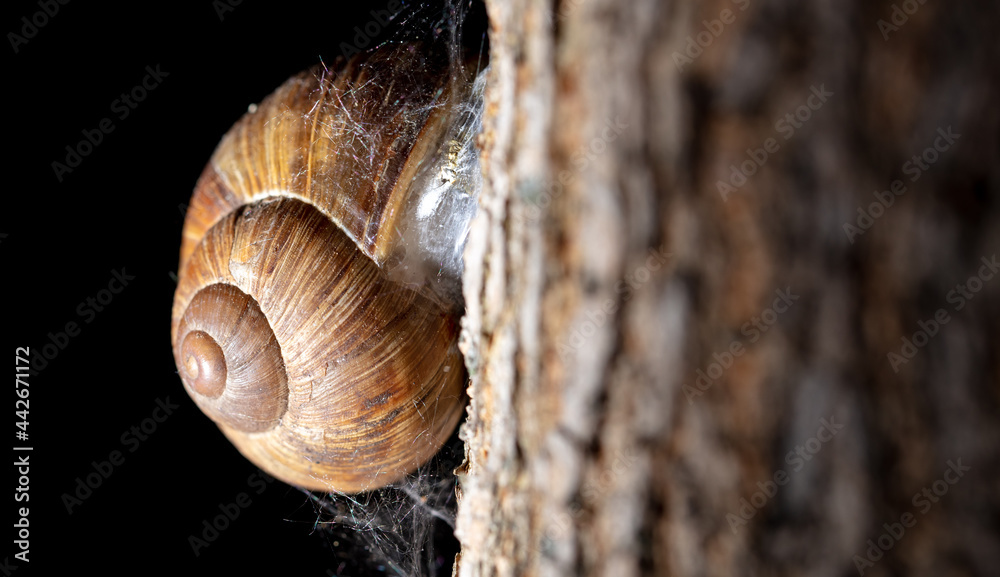 A snail is crawling along the bark of a tree. A snail is crawling along the bark of a tree.