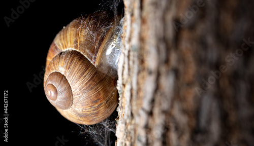 A snail is crawling along the bark of a tree.