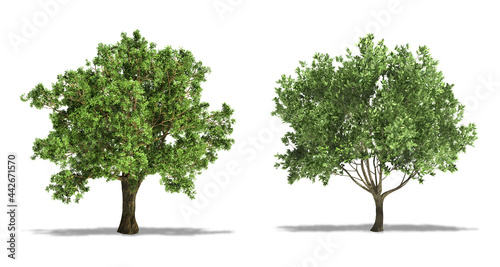 Cork Oak (Quercus Suber) and Olive (Olea Europaea) Tree, Plants Isolated on White Background. High Resolution photo