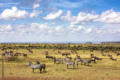 Zebra a wildebeest graze the plains of the Masai Mara, Kenya, during the annual great migration