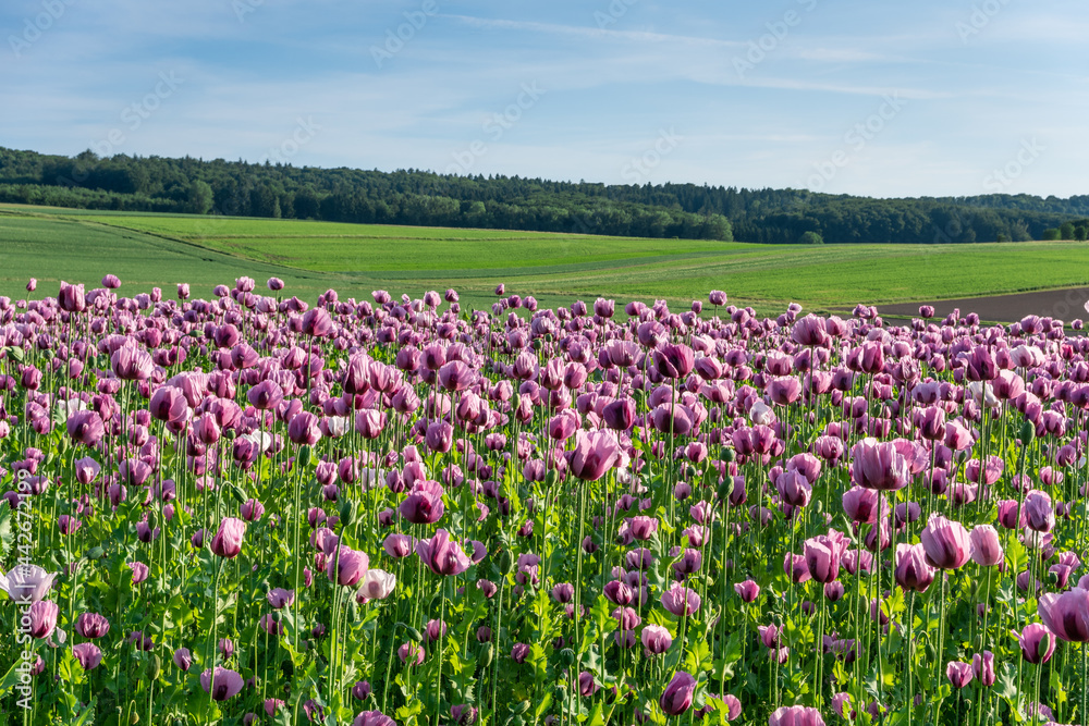 poppy flowers field in sunshine
