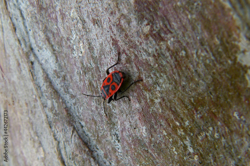 The firebug is a common insect of the family Pyrrhocoridae. It's easily recognizable due to its striking red and black coloration. This one is seen in Rome on a tree beside the Appian Way