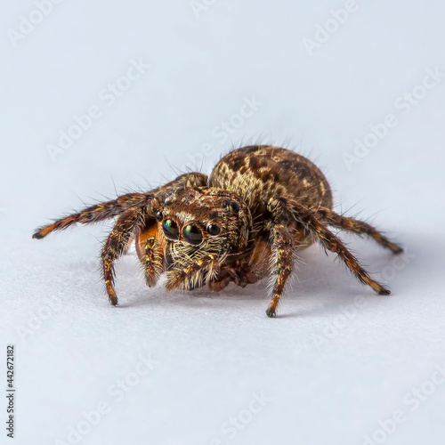Salticidae Jumping Spider on Clear white background isolated subject in Thailand