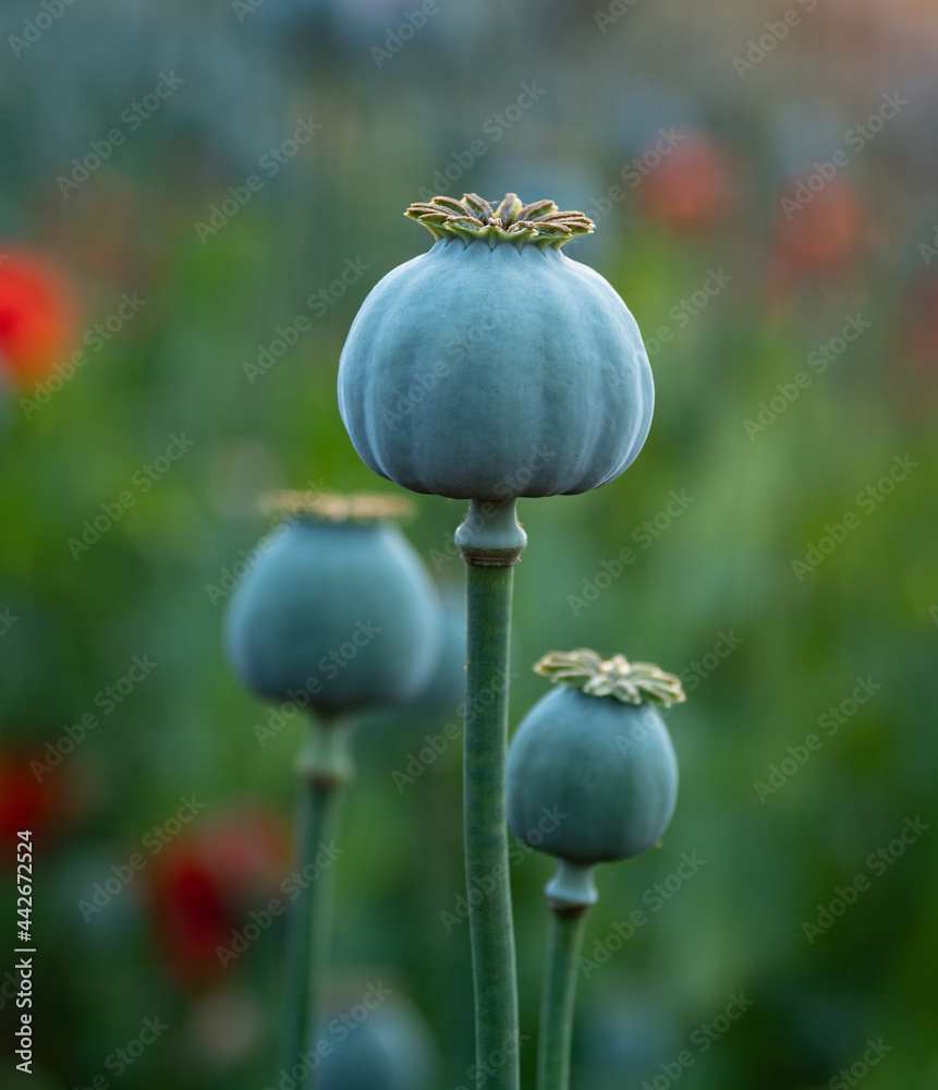 poppy flowers and poppy heads in sunshine poppy flowers and poppy heads in sunshine