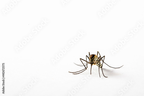 Mosquito Culicidae Macro Close Up on an isolated white background Aedes albopictus Stegomyia albopicta  photo