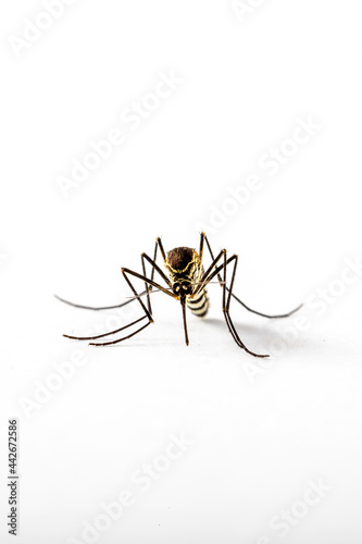 Mosquito Culicidae Macro Close Up on an isolated white background Aedes albopictus Stegomyia albopicta  photo