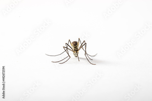 Mosquito Culicidae Macro Close Up on an isolated white background Aedes albopictus Stegomyia albopicta 