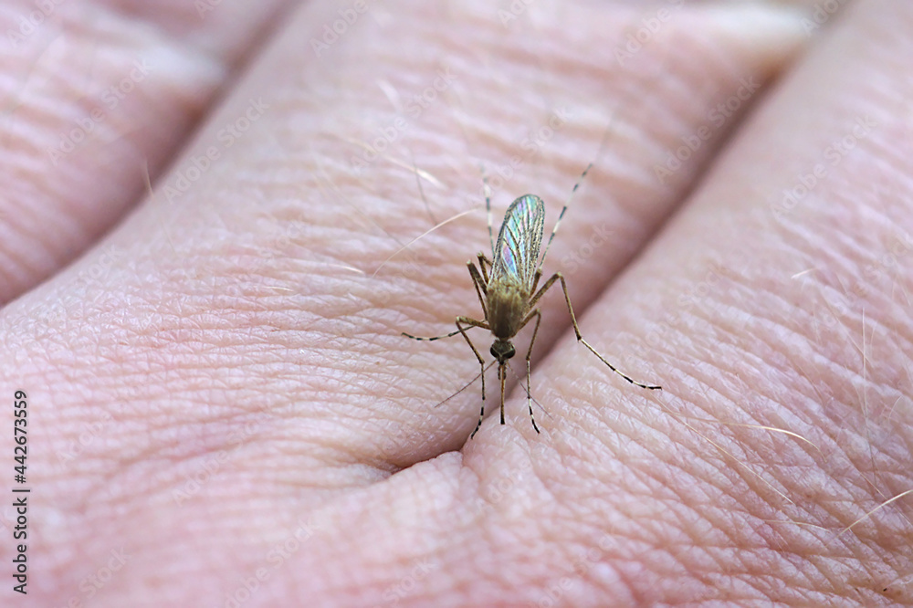 A mosquito sticks its proboscis into the skin of the hand A mosquito sticks its proboscis into the skin of the hand