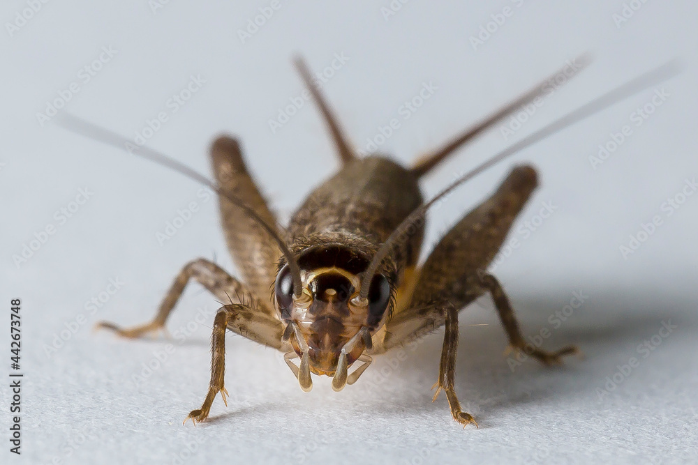 Cricket Grasshopper Caelifera Orthoptera Insecta
Cricket Grasshopper Caelifera Orthoptera Insecta