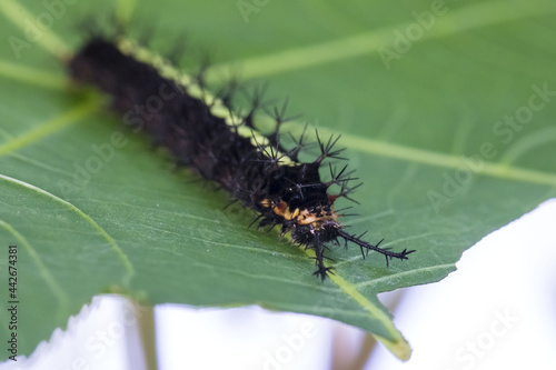 Caterpillar on a green leaf Entomology Close up macro detail  © Huw Penson